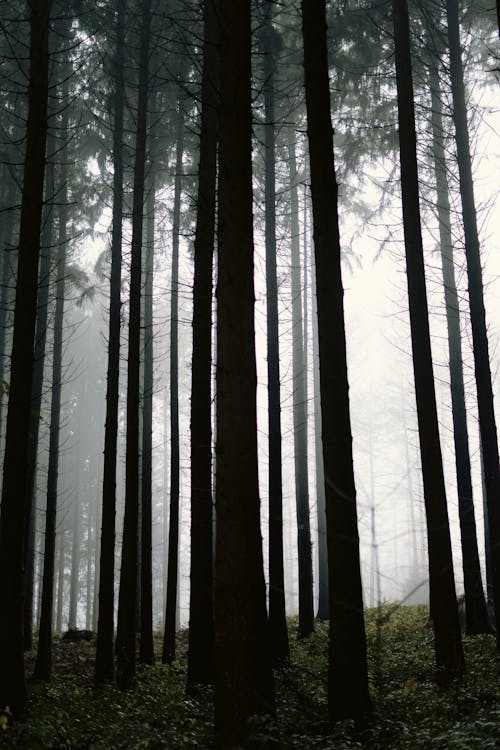 Fotobanka s bezplatnými fotkami na tému les, lesy, silueta