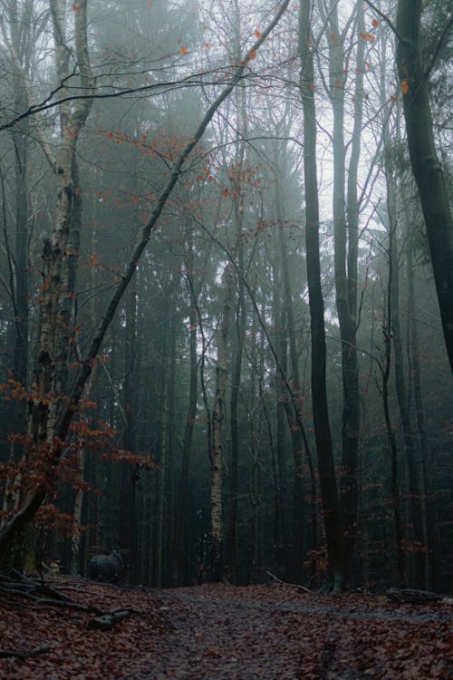 Gratis stockfoto met Bos, decor, kale bomen