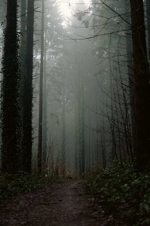A Pathway in a Foggy Forest · Free Stock Photo