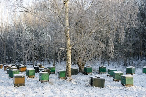 Ingyenes stockfotó csupasz fák, hideg, hó témában Stockfotó