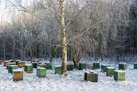 Green and Brown Wooden Trash Bins on Snow Covered Ground