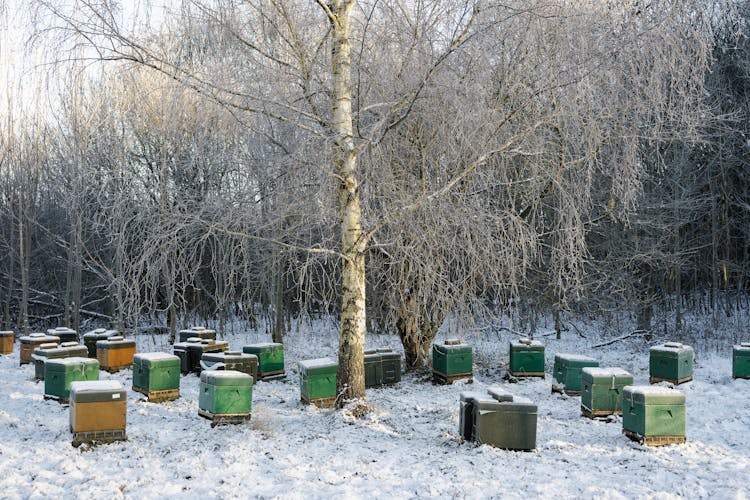 Beehives Under The Bare Trees 