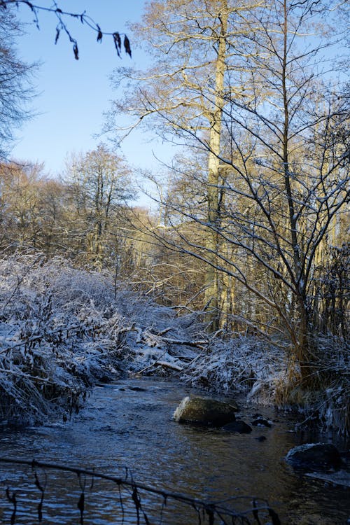 Gratuit Photos gratuites de fleuve, forêt, hiver Photos