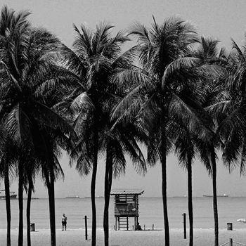 Black and white beach scene with palm trees and a lifeguard hut.