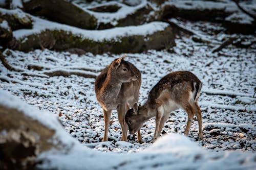 Brown Deer on Snow Covered Ground