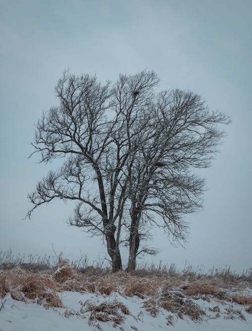 Foto d'estoc gratuïta de arbre sense fulles, fons d'hivern, herba