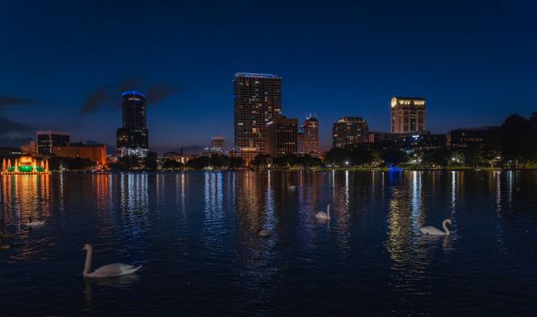 Night view of Orlando skyline reflecting on Lake Eola with swans gracefully swimming.