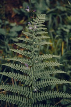 Close-up of a vibrant fern leaf in Trabzon, Türkiye, captured outdoors during summer.