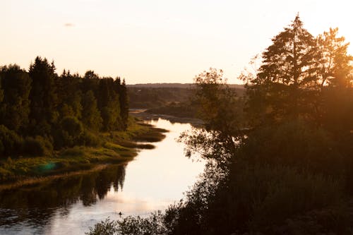 Immagine gratuita di alberi, ambiente, fiume