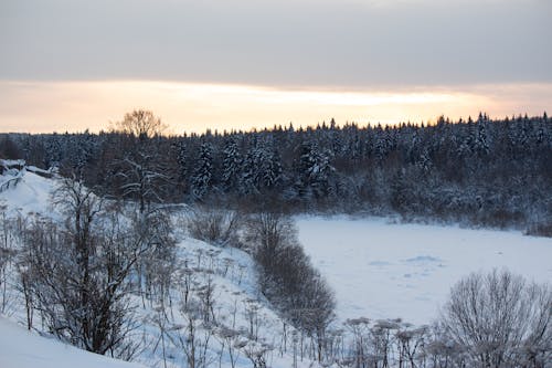 Immagine gratuita di alberi, ambiente, coperto di neve