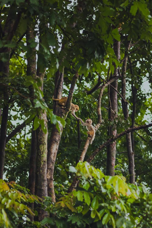 Бесплатное стоковое фото с вертикальный выстрел, деревья, дикая природа