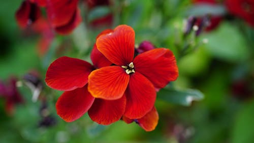 무료 빨간 꽃 스톡 사진