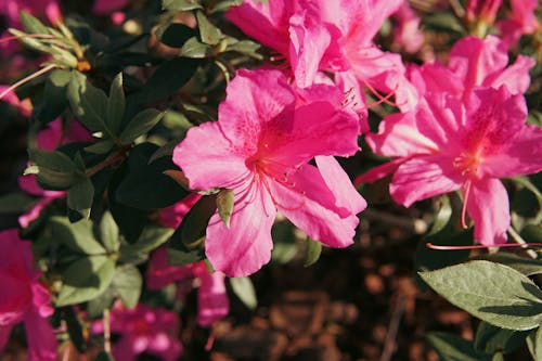 Free Close Up Photo of Hibiscus Flowers
 Stock Photo