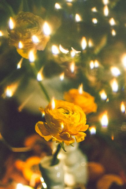 Close-up of a vibrant yellow Persian buttercup surrounded by sparkling bokeh lights.