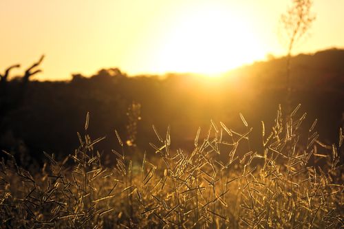 Free Close-up of grasses with a glowing sunset in the background, creating a warm and serene atmosphere. Stock Photo