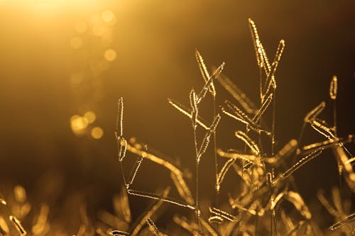 Kostnadsfri bild av bokeh, gyllene timmen, närbild