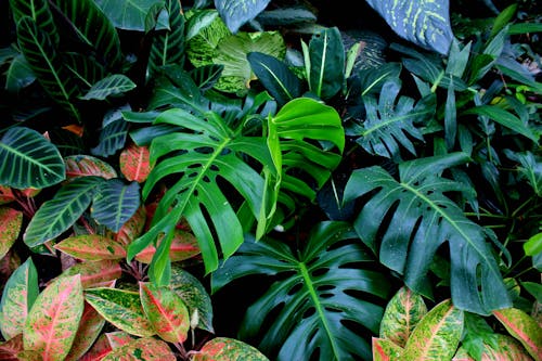 Darmowe zdjęcie z galerii z botaniczny, fotografia roślin, liście