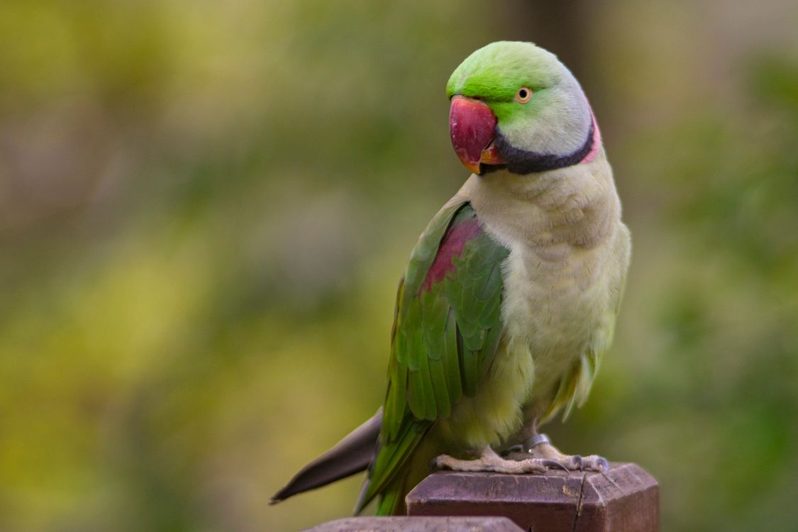 Beautiful Alexandrine Parakeet in Natural Setting · Free Stock Photo