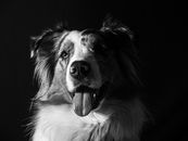 Grayscale Photo of Border Collie