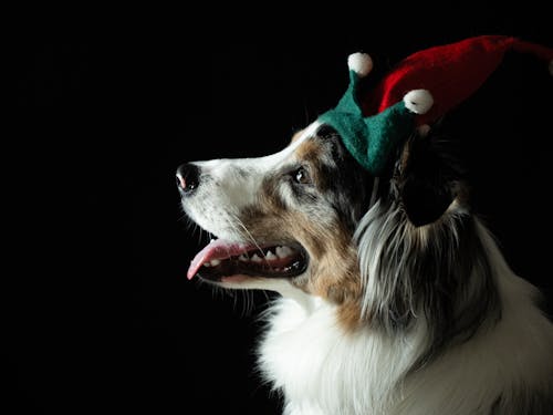 Free Close-Up Shot of a Border Collie Wearing a Christmas Headband Stock Photo