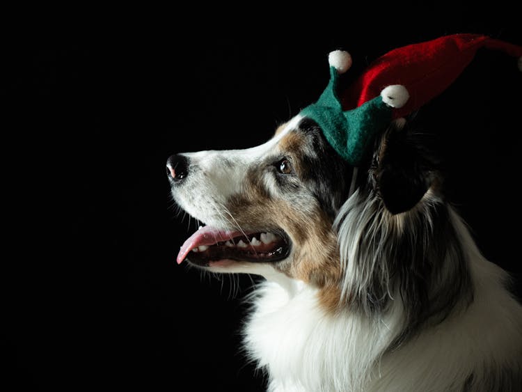 Close-Up Shot Of A Border Collie Wearing A Christmas Headband