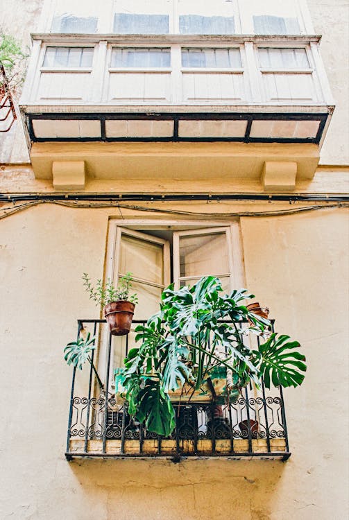 Photo of Green Leafed Plants