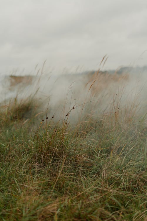 Tall Green Grass Field with Smoke