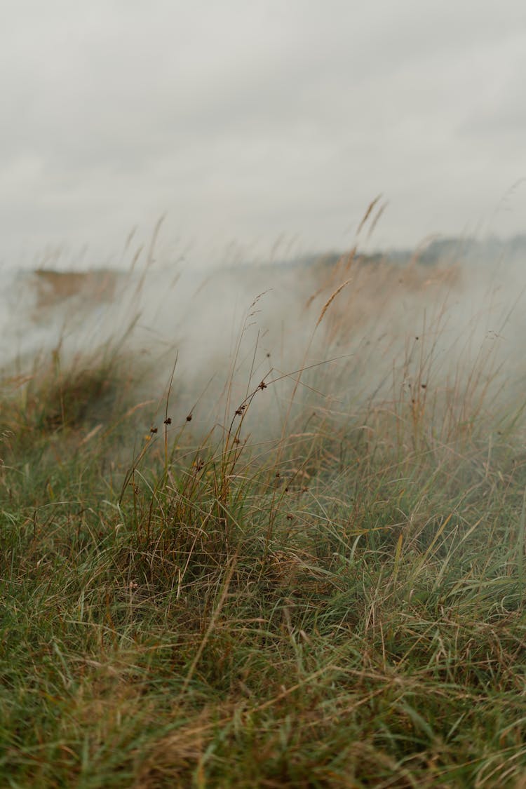 Tall Green Grass Field With Smoke