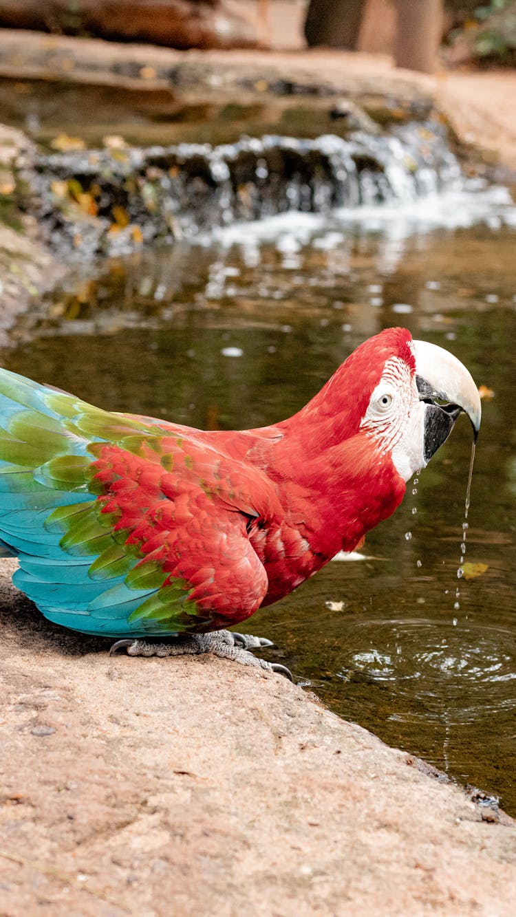 Ara Parrot Drinking From Stream