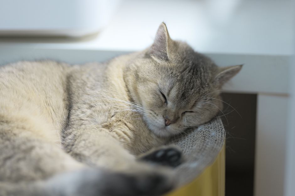 A calm domestic shorthair cat being gently brushed with a soft slicker brush by its owner