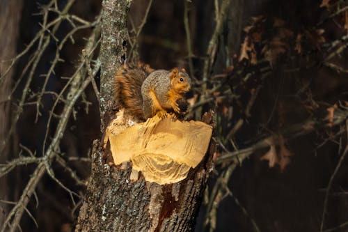 A Brown Squirrel on a Cut Tree Trunk Holding a Nut