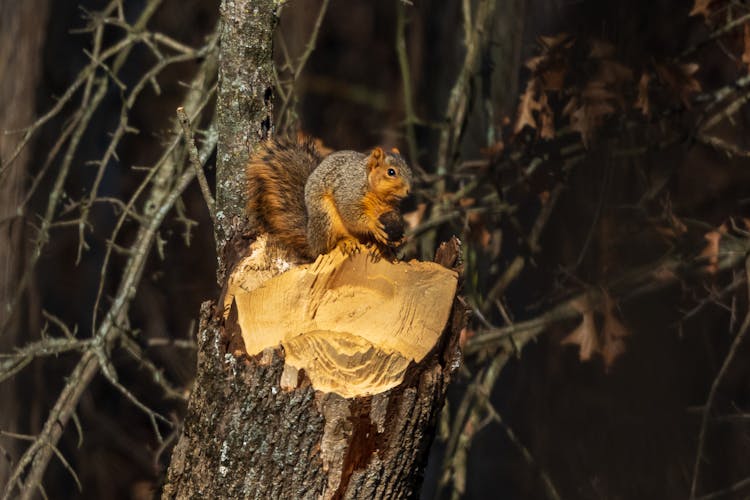 A Brown Squirrel On A Cut Tree Trunk Holding A Nut