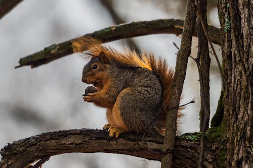 Brown Squirrel on Tree Branch