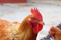 Brown Rooster on Black and White Textile