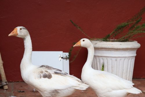 Free Two white geese stand near a potted plant in an outdoor garden setting. Stock Photo