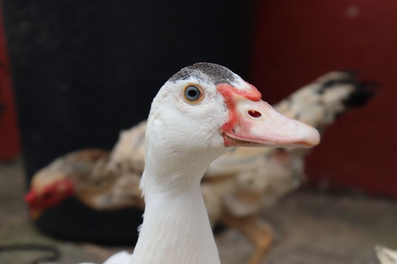Close-up entog Muscovy
