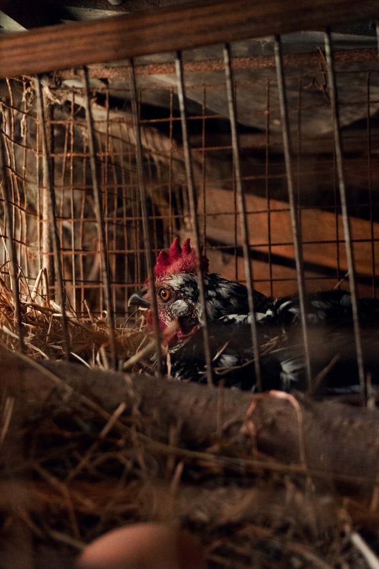 A Black Chicken In A Cage