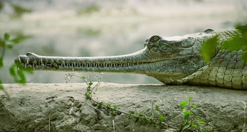 Close-Up Shot of Long Mouth of a Gharial