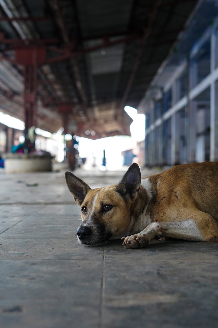 Dog Lying On Ground On Station