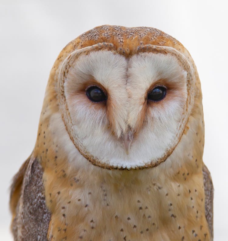 Close-Up Photo Of An Ural Owl