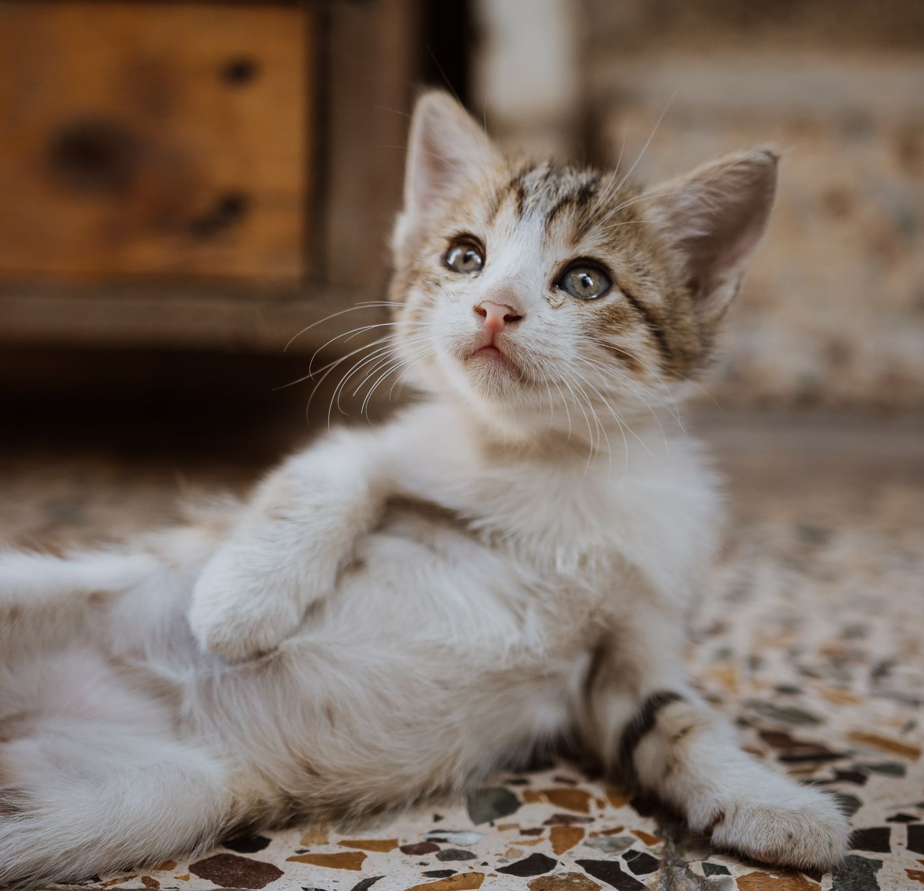 Cuidado De Gatos Esterilizados: todo lo que debes saber