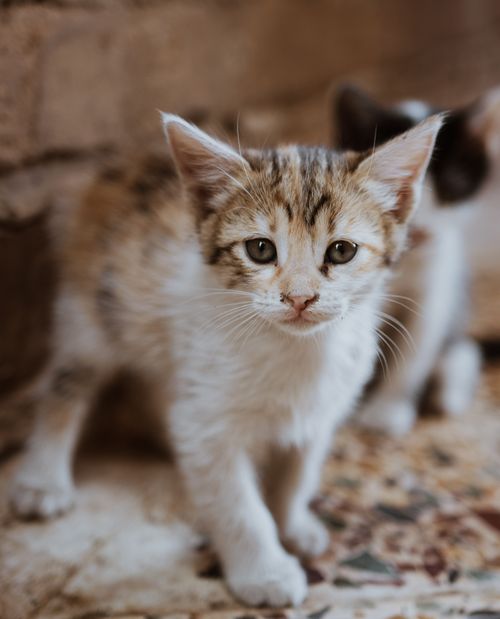 Free Close-up of a curious kitten indoors, displaying soft fur and sharp whiskers. Stock Photo