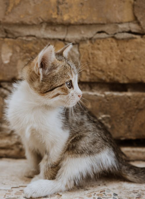Δωρεάν στοκ φωτογραφιών με αιλουροειδές, Γάτα, γατάκι Φωτογραφία από στοκ φωτογραφιών