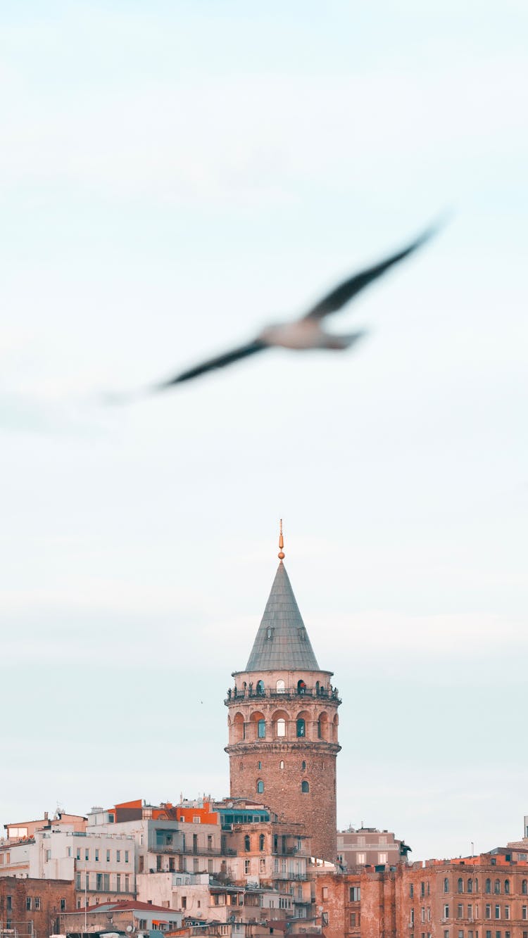 Bird Flying Over Istanbul City 