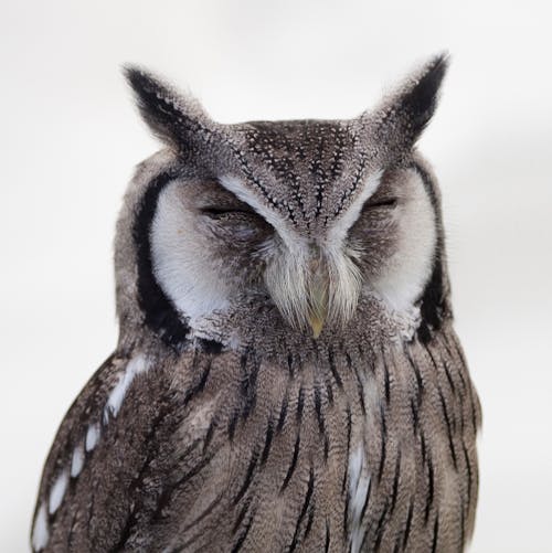 Gray White Snow Spotted Owl Close Up Photo