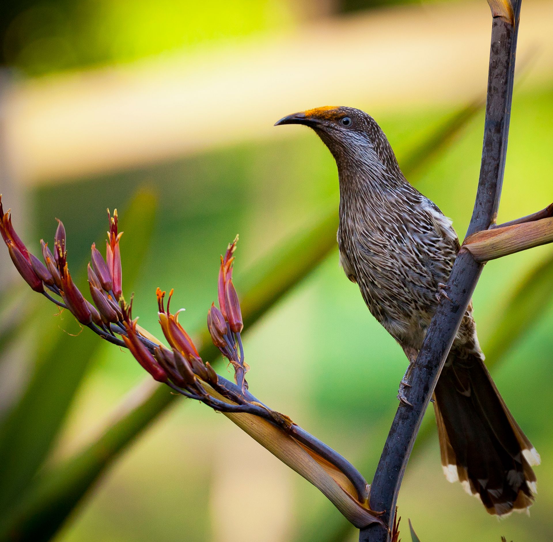 Detailed macro shot of a wattlebird perched on a flowering branch in vibrant natural surroundings.