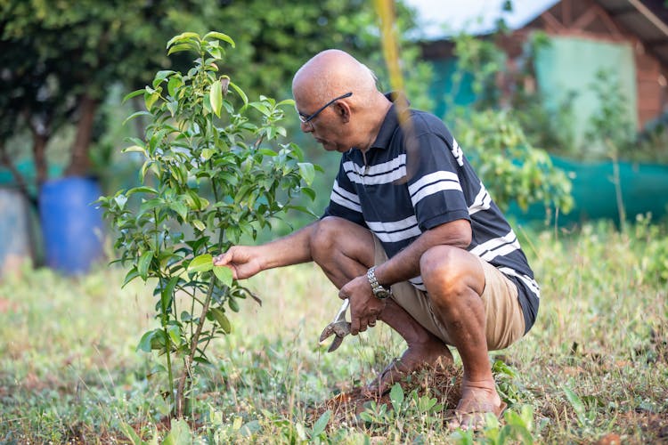 Man Pruning A Plant