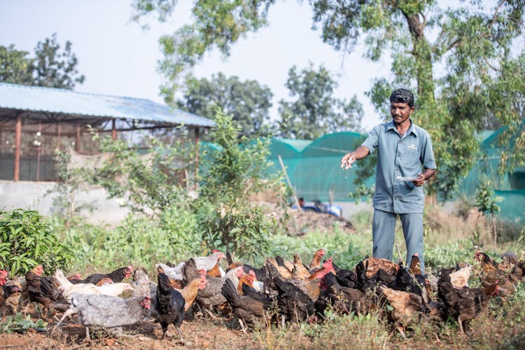 Man Feeding Chickens