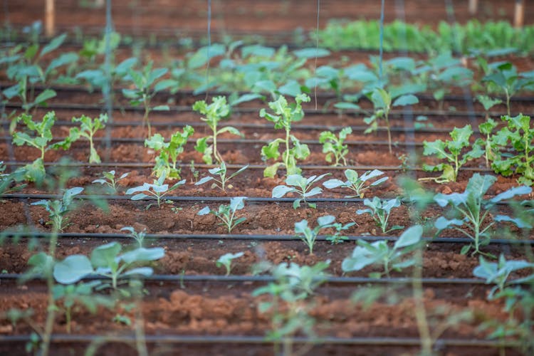 Plants Growing On Farm