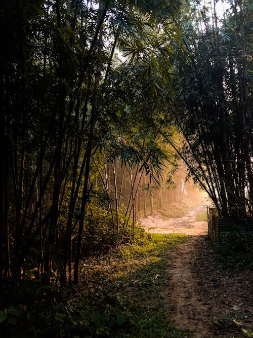 人行道, 垂直拍摄, 小徑 的 免费素材图片